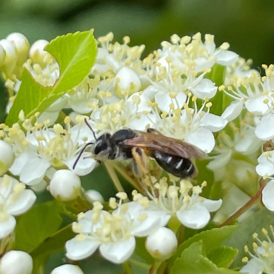 Andrena chrysosceles: Animal in habitat Garden in the NatureSpots App