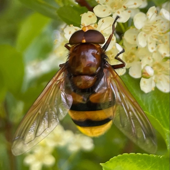 Volucella zonaria: Animal in habitat Garden in the NatureSpots App