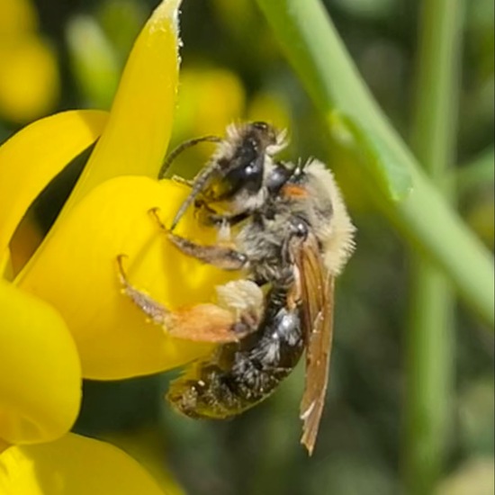 Andrena: Animal in habitat Garden in the NatureSpots App