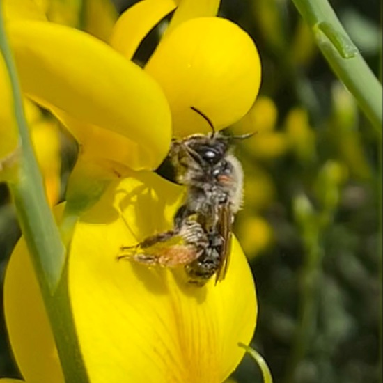 Andrena: Animal in habitat Garden in the NatureSpots App