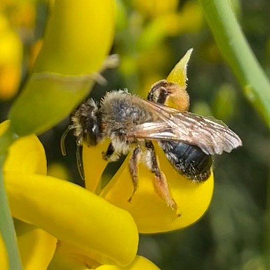 Andrena: Animal in habitat Garden in the NatureSpots App