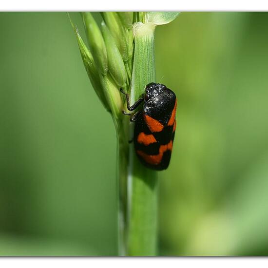 Cercopis vulnerata: Animal in habitat Natural Meadow in the NatureSpots App