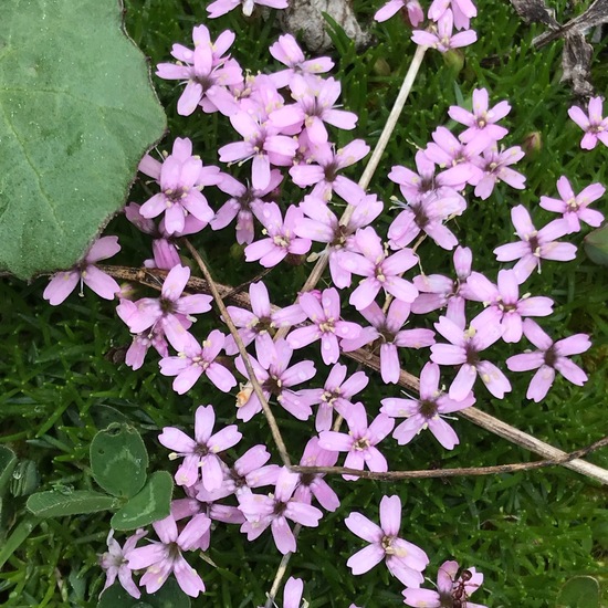 Silene acaulis acaulis: Plant in habitat Mountain meadows in the NatureSpots App