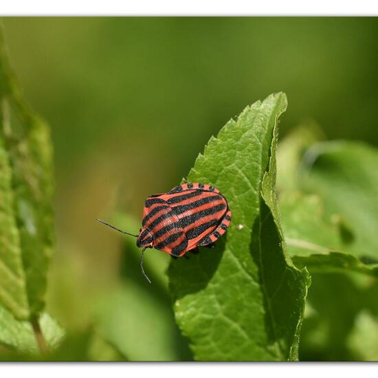 Graphosoma italicum: Animal in habitat Semi-natural grassland in the NatureSpots App