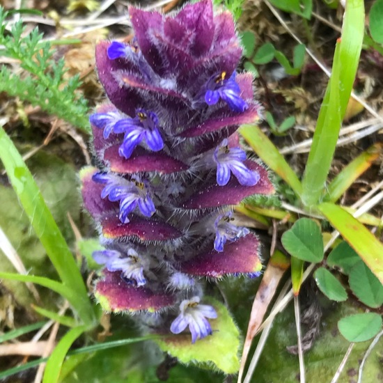 Ajuga pyramidalis: Plant in habitat Rock areas in the NatureSpots App