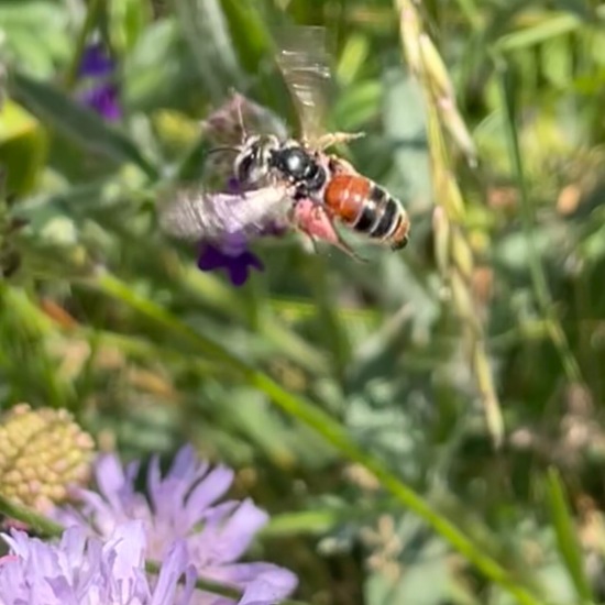 Andrena hattorfiana: Animal in habitat Buffer strip in the NatureSpots App