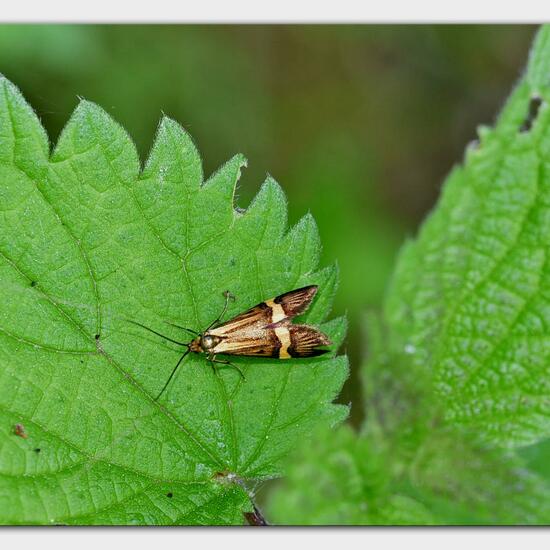 Longhorn Moth: Animal in habitat Natural Meadow in the NatureSpots App