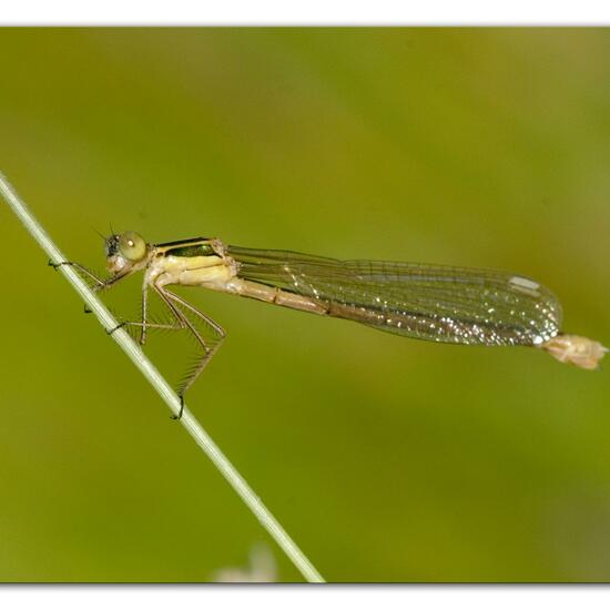 Dainty Damselfly: Animal in habitat Natural Meadow in the NatureSpots App