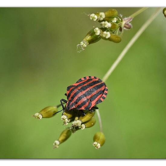 Graphosoma italicum: Animal in habitat Semi-natural grassland in the NatureSpots App