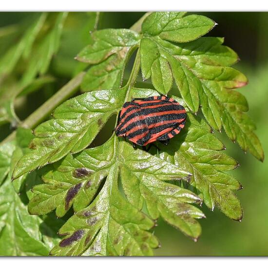 Graphosoma italicum: Animal in habitat Semi-natural grassland in the NatureSpots App