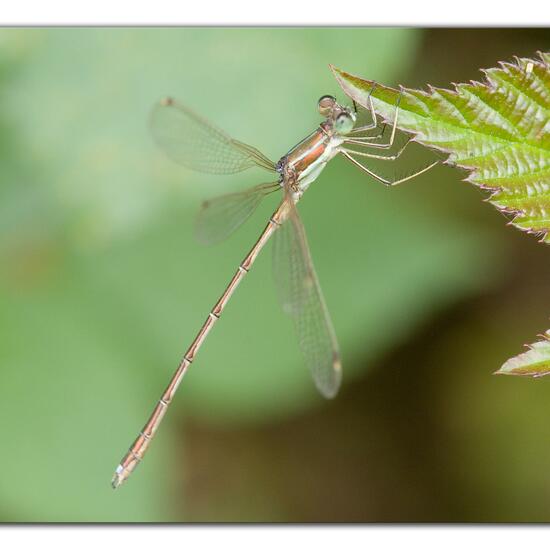 Lestes barbarus: Animal in habitat Natural Meadow in the NatureSpots App