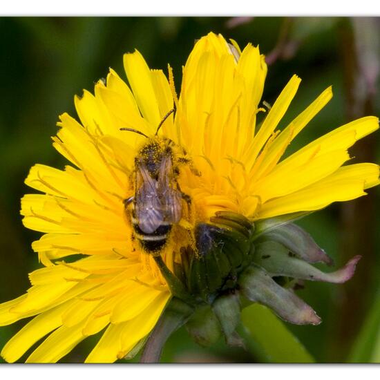 Andrena flavipes: Animal in habitat Agricultural meadow in the NatureSpots App