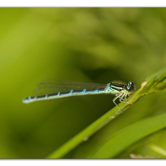 Dainty Damselfly: Animal in habitat Natural Meadow in the NatureSpots App