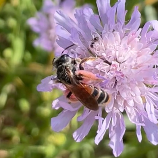 Andrena hattorfiana: Animal in habitat Buffer strip in the NatureSpots App