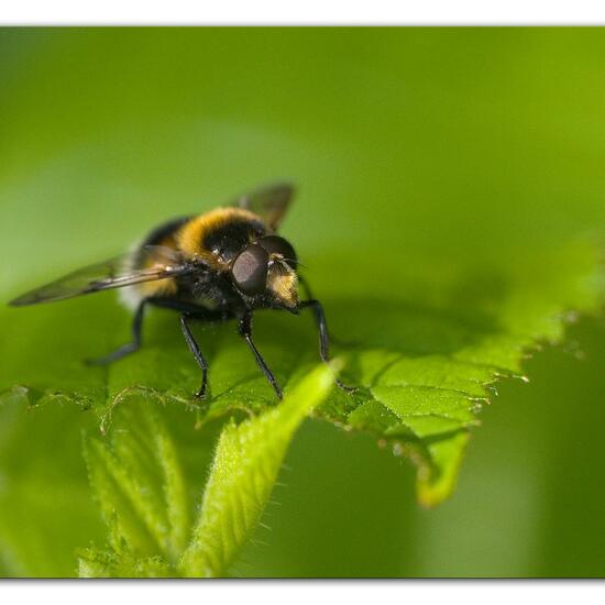 Volucella bombylans: Animal in habitat Semi-natural grassland in the NatureSpots App