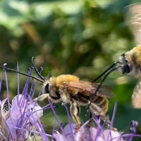 Eucerini: Animal in habitat Crop cultivation in the NatureSpots App