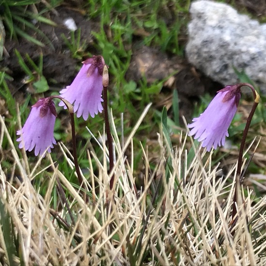 Soldanella hungarica: Plant in habitat Mountain meadows in the NatureSpots App