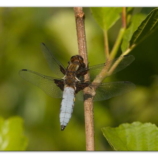 Broad-bodied Chaser: Animal in habitat Natural Meadow in the NatureSpots App