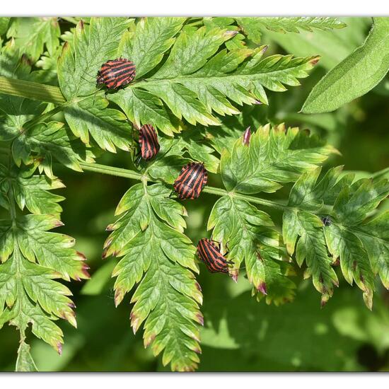 Graphosoma italicum: Animal in habitat Semi-natural grassland in the NatureSpots App