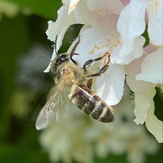 Apis mellifera: Animal in habitat Garden in the NatureSpots App