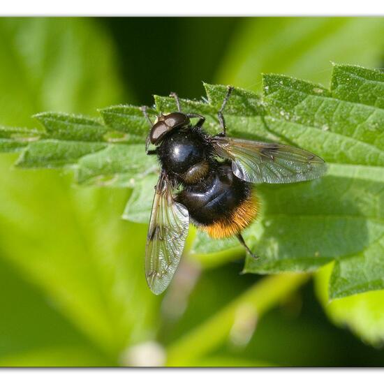 Volucella bombylans: Animal in habitat Semi-natural grassland in the NatureSpots App