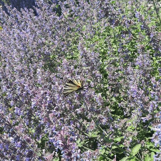 Scarce Swallowtail: Animal in nature in the NatureSpots App