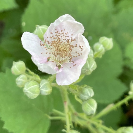 Rubus subg. Rubus: Plant in habitat Park in the NatureSpots App