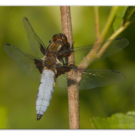 Broad-bodied Chaser: Animal in habitat Natural Meadow in the NatureSpots App