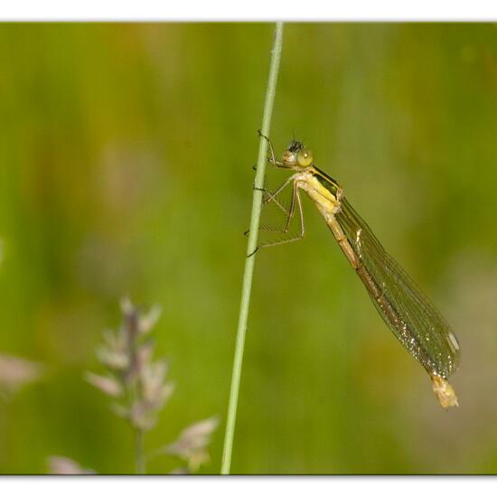 Lestes barbarus: Animal in habitat Natural Meadow in the NatureSpots App