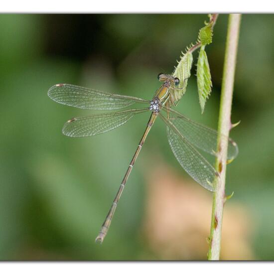 Lestes barbarus: Animal in habitat Natural Meadow in the NatureSpots App