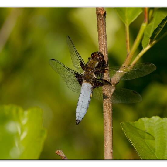 Broad-bodied Chaser: Animal in habitat Natural Meadow in the NatureSpots App