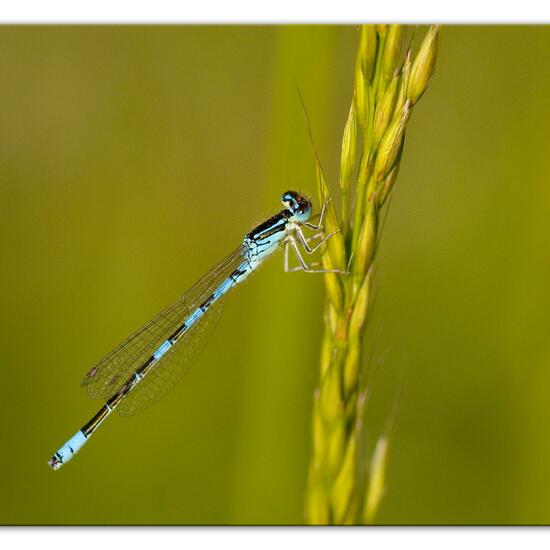 Dainty Damselfly: Animal in habitat Natural Meadow in the NatureSpots App