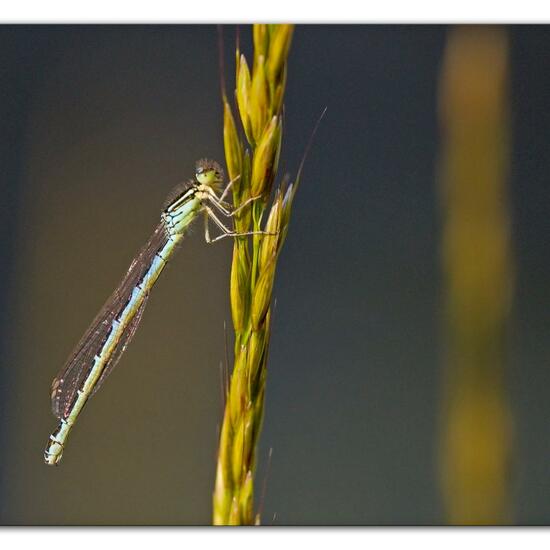 Dainty Damselfly: Animal in habitat Natural Meadow in the NatureSpots App