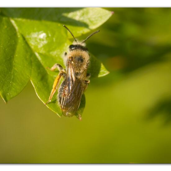 Andrena haemorrhoa: Animal in habitat Agricultural meadow in the NatureSpots App