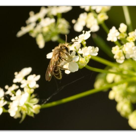 Andrena proxima: Animal in habitat Grassland in the NatureSpots App