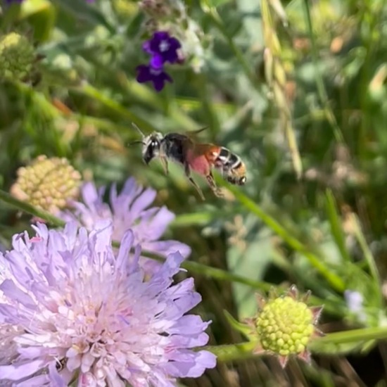 Andrena hattorfiana: Animal in habitat Buffer strip in the NatureSpots App