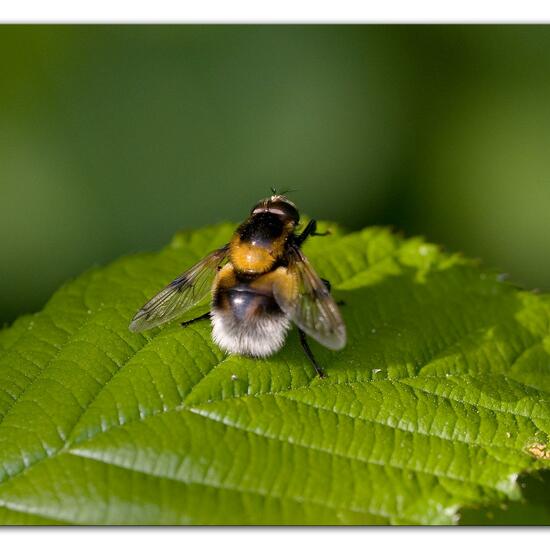 Volucella bombylans: Animal in habitat Semi-natural grassland in the NatureSpots App