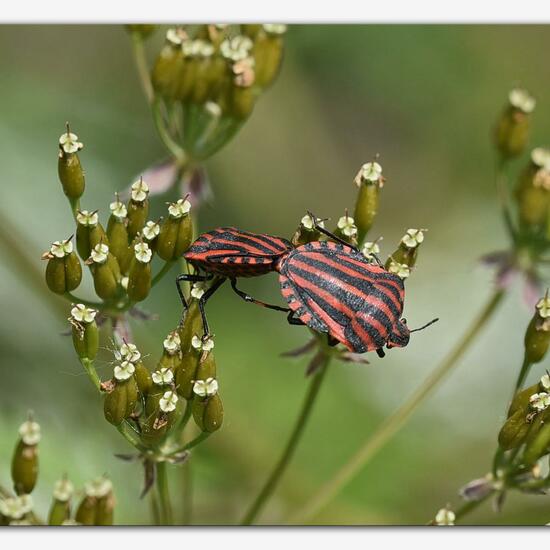 Graphosoma italicum: Animal in habitat Semi-natural grassland in the NatureSpots App