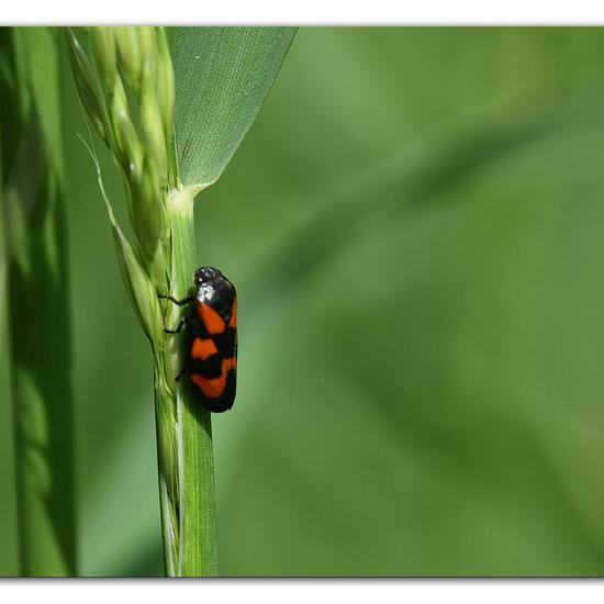 Cercopis vulnerata: Animal in habitat Natural Meadow in the NatureSpots App