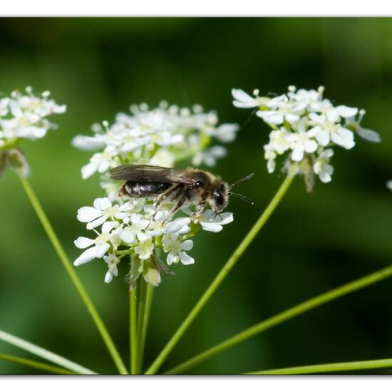 Andrena proxima: Animal in habitat Grassland in the NatureSpots App