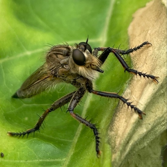 Asilidae: Animal in habitat Garden in the NatureSpots App