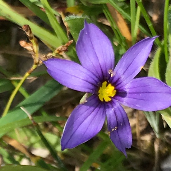 Sisyrinchium montanum: Plant in habitat Semi-natural grassland in the NatureSpots App