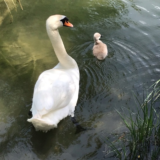 Mute swan: Animal in habitat Stream in the NatureSpots App