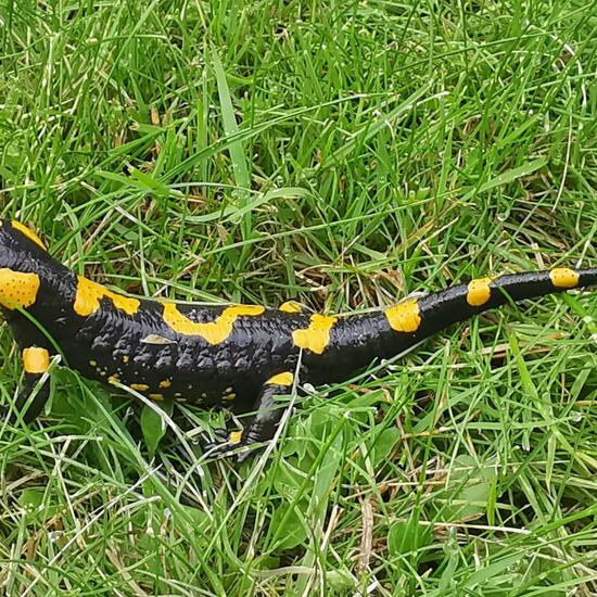 Fire salamander: Animal in nature in the NatureSpots App