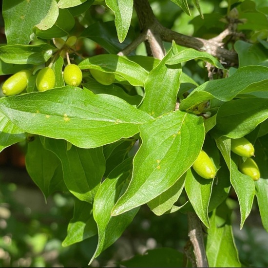 Cornus mas: Plant in habitat City and Urban in the NatureSpots App