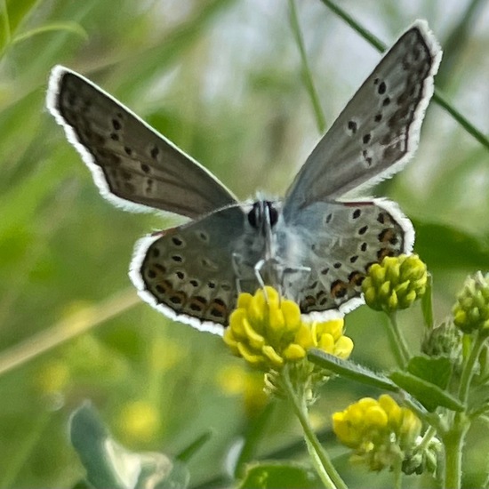 Plebejus argus: Animal in habitat Garden in the NatureSpots App