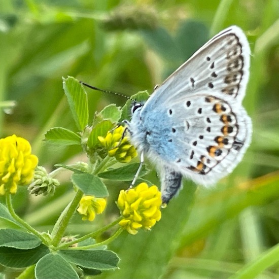 Plebejus argus: Animal in habitat Garden in the NatureSpots App