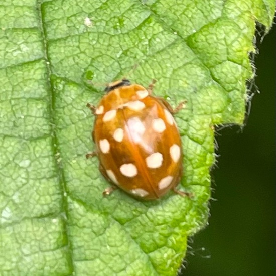 Cream-spot ladybird: Animal in habitat Garden in the NatureSpots App