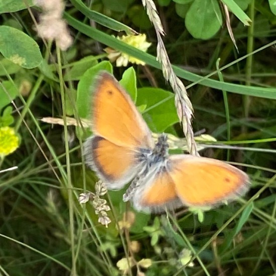 Small Heath: Animal in habitat Garden in the NatureSpots App