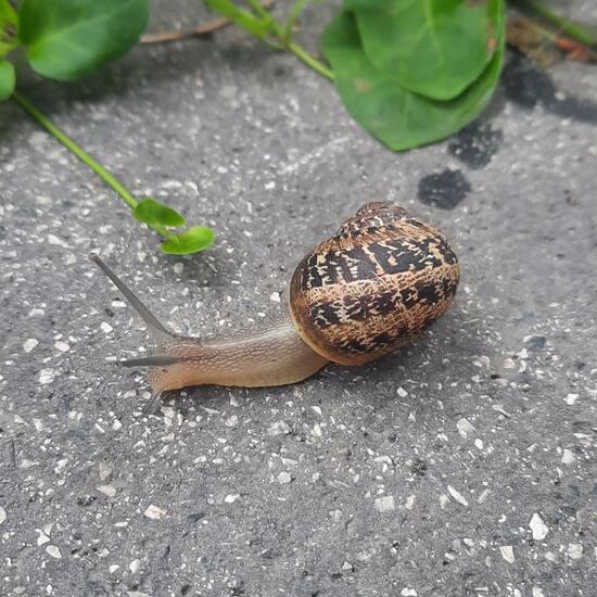 Helix aspersa: Animal in habitat City and Urban in the NatureSpots App